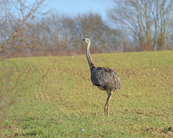 Side view of a bird on land