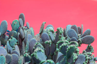 Close-up of cactus plants against red background