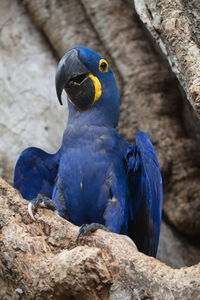 Closeup of blue hyacinth macaw anodorhynchus hyacinthinus sitting in empty tree pantanal, brazil.