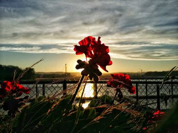 Close-up of red flowers blooming by railing against lake