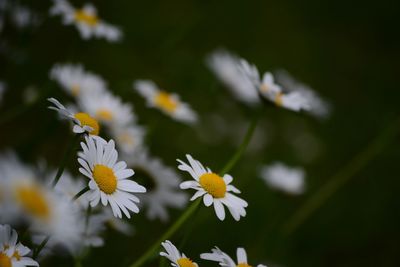 Close-up of white flowers blooming outdoors