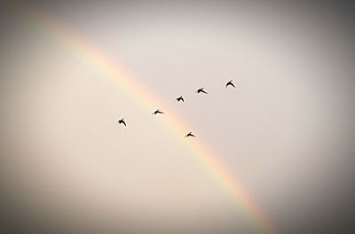 Low angle view of birds flying in sky