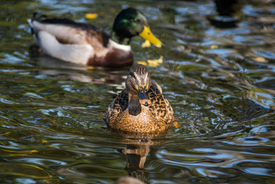 Duck in a lake