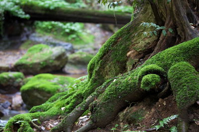 Close-up of lizard on tree trunk