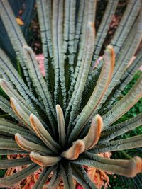 Full frame shot of succulent plant