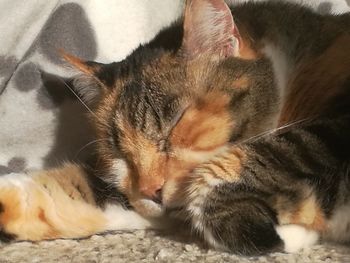 Close-up of cat sleeping