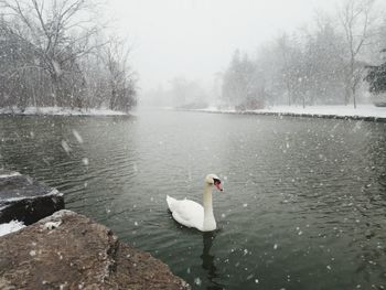 Swan floating on lake