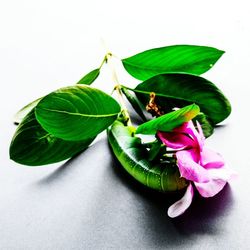 High angle view of pink flowering plant against white background