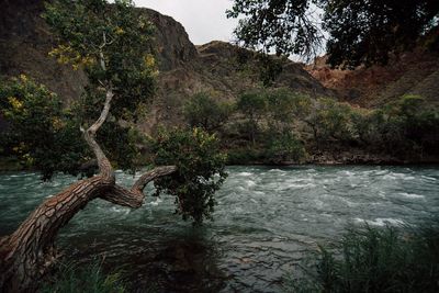 Scenic view of river amidst trees in forest