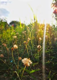 Close-up of flowers growing in field