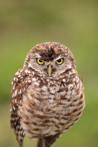 Adult burrowing owl athene cunicularia perched outside its burrow on marco island, florida