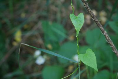 Close-up of plant growing on land