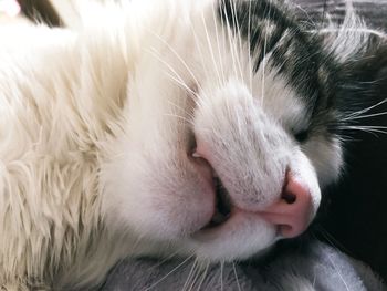 Close-up of cat sleeping