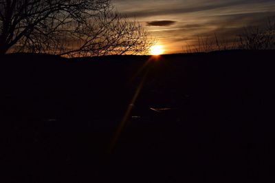 Silhouette of trees at sunset