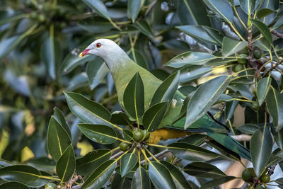 Close-up of a bird