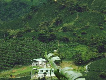 Scenic view of trees