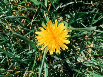 Close-up of yellow flower