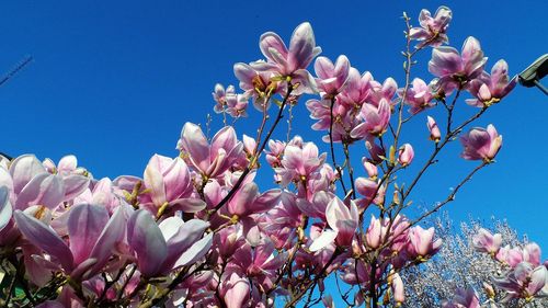 Low angle view of pink flowers blooming on tree