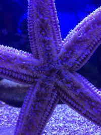 Close-up of fish in sea