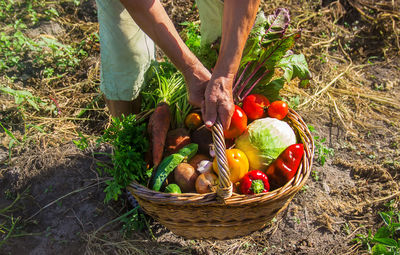 Midsection of man picking apples in basket