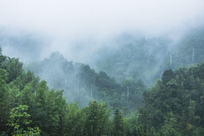 Trees in forest during foggy weather