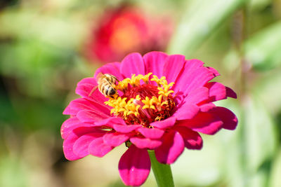 Close-up of bee on pink flower