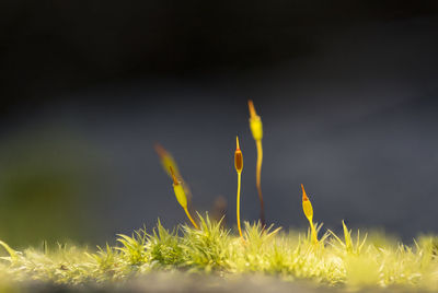 Close-up of yellow flowering plants on field