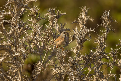 Close-up of bird perching on branch