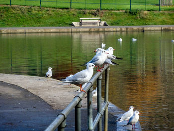 Birds perching on railing by lake