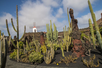 Panoramic view of cactus plants on land against sky