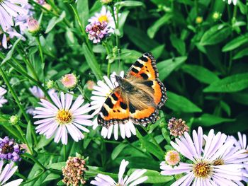 Butterfly pollinating on purple flower