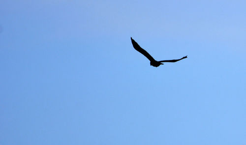 Low angle view of a bird flying