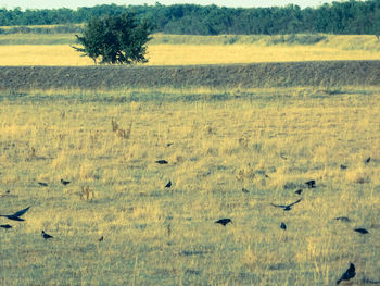 Flock of sheep on field