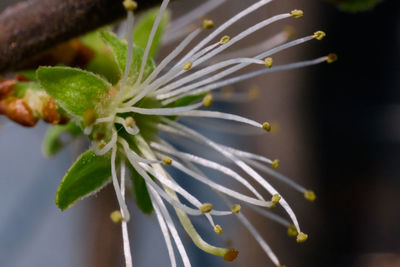 Close-up of flowering plant