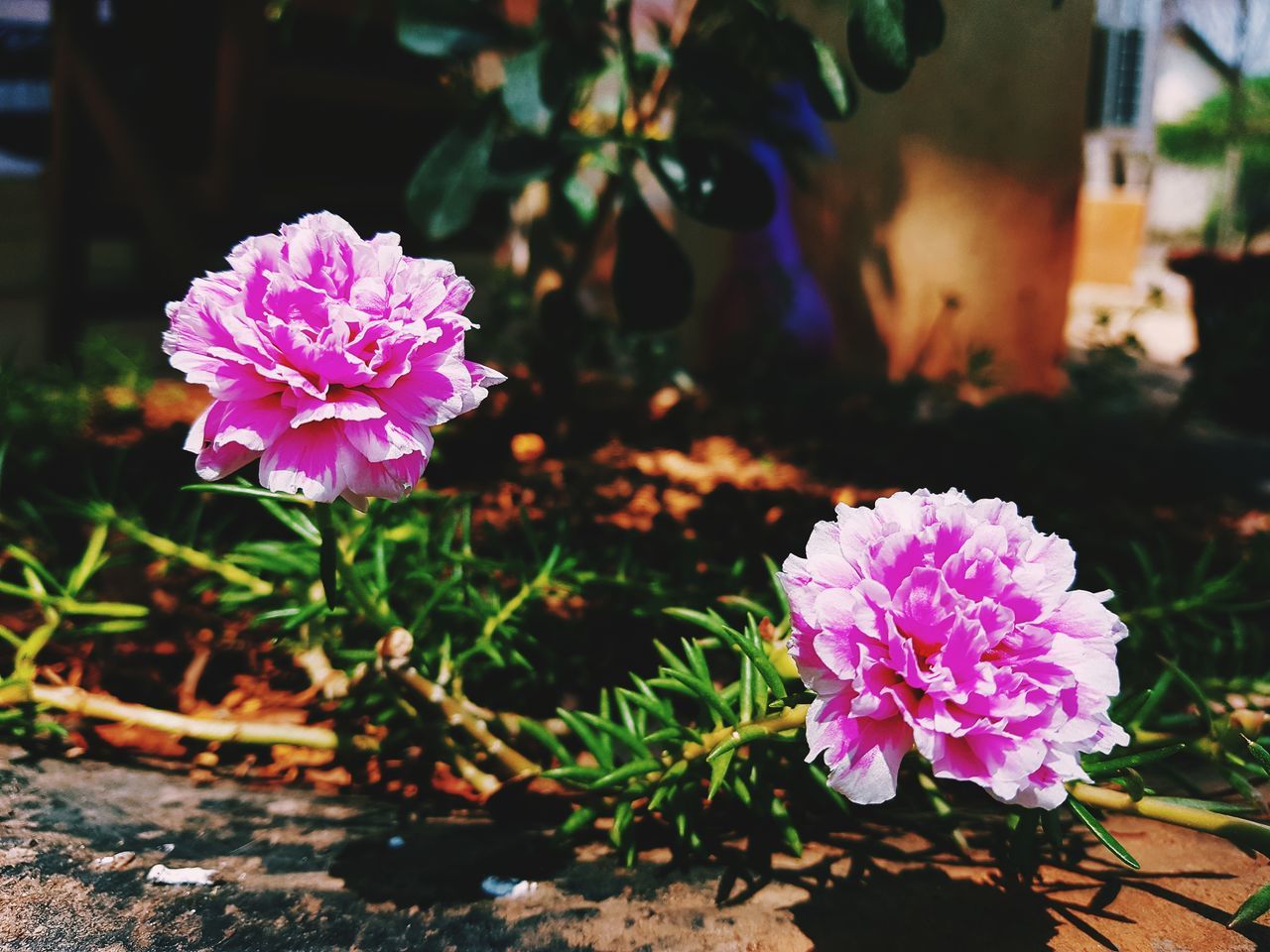 flowering plant, flower, freshness, plant, vulnerability, beauty in nature, fragility, close-up, petal, pink color, growth, flower head, nature, inflorescence, no people, purple, focus on foreground, day, plant part, leaf, flower pot