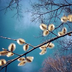 Low angle view of bare tree against blue sky