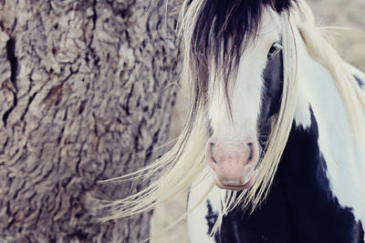 Close-up of gypsy horse by tree