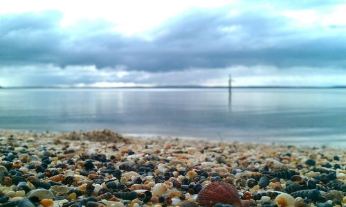 View of seashells on beach