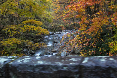River amidst trees in forest during autumn