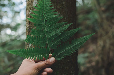 Cropped hand of person holding green leaf against tree trunk