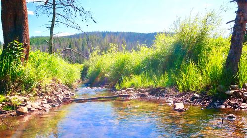 Scenic view of river amidst trees in forest against sky