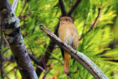 Close-up of bird perching on branch