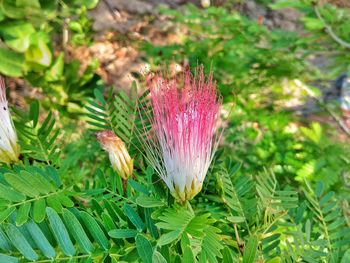 Close-up of flower growing on plant