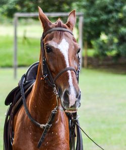 Close-up portrait of horse