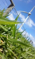 Low angle view of plants against sky