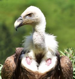 Close-up of a bird