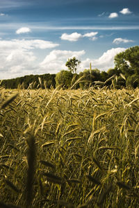 Scenic view of wheat field against sky