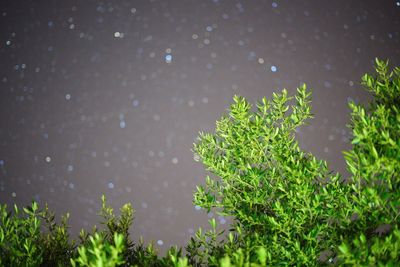 High angle view of wet plants during rainy season