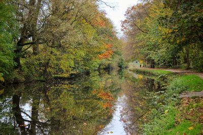 River stream amidst trees in forest