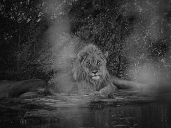 Full length of a lion at a waterhole and the power of his gaze 